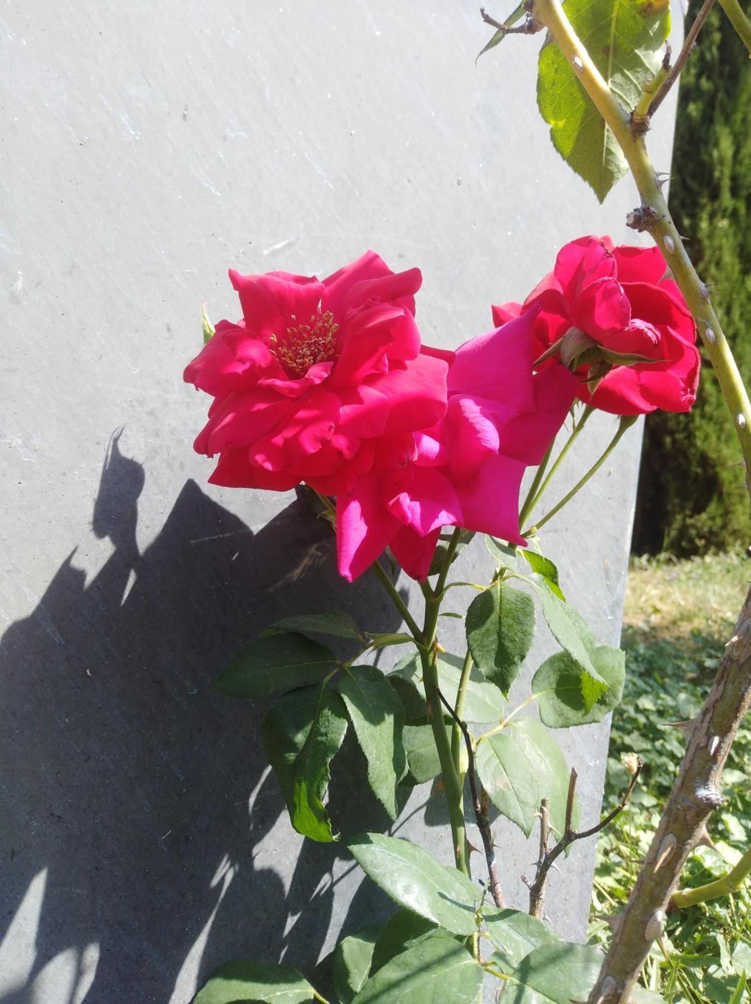 Mas De La Musardiere Holiday home Les Assions